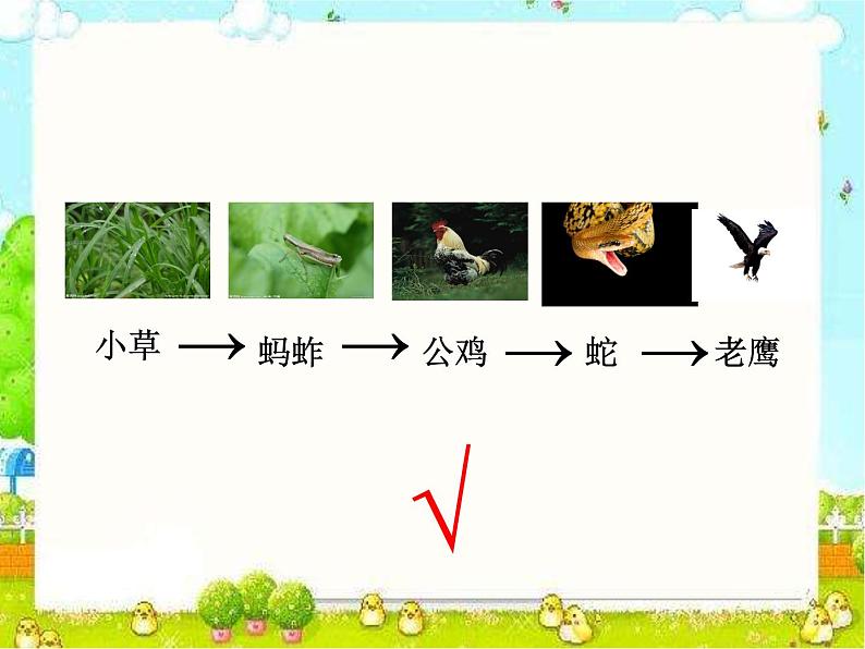 小学六年级下册科学-4.3有趣的食物链-苏教版(15张)ppt课件第7页