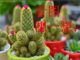 小学六年级下册科学-4.2有利于生存的本领-苏教版(12张)(1)ppt课件