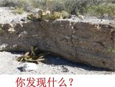 小学六年级下册科学-4.2有利于生存的本领-苏教版(12张)(1)ppt课件