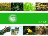 小学六年级下册科学-4.3有趣的食物链-苏教版(13张)(2)ppt课件