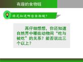 小学六年级下册科学-4.3有趣的食物链-苏教版(13张)(2)ppt课件