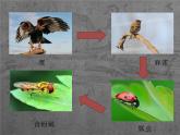 小学六年级下册科学-4.3有趣的食物链-苏教版(11张)(1)ppt课件