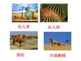 小学六年级下册科学-4.2有利于生存的本领-苏教版(22张)(1)ppt课件