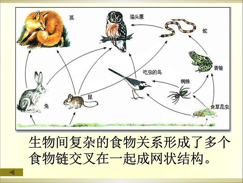 小学六年级下册科学-4.3有趣的食物链-苏教版(16张)(2)ppt课件第7页