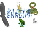 小学六年级下册科学-4.3有趣的食物链-苏教版(16张)(5)ppt课件