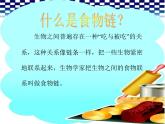 小学六年级下册科学-4.3有趣的食物链-苏教版(16张)(5)ppt课件