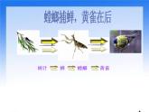 小学六年级下册科学-4.3有趣的食物链-苏教版(16张)ppt课件