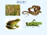 小学六年级下册科学-4.3有趣的食物链-苏教版(16张)ppt课件