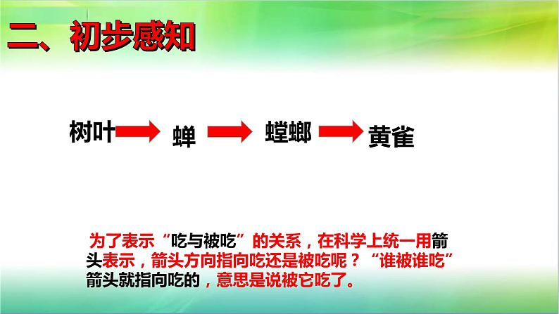 小学六年级下册科学-4.3有趣的食物链-苏教版(11张)(1)ppt课件第4页