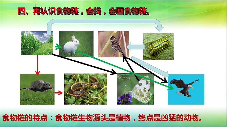 小学六年级下册科学-4.3有趣的食物链-苏教版(11张)(1)ppt课件第7页