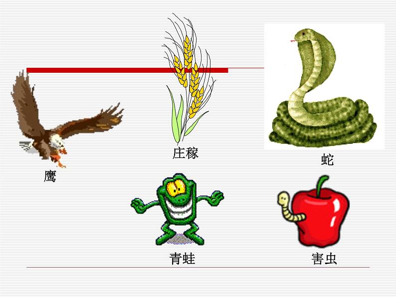 小学六年级下册科学-4.3有趣的食物链-苏教版(19张)(1)ppt课件第6页