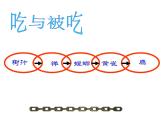 小学六年级下册科学-4.3有趣的食物链-苏教版(10张)ppt课件