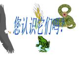 小学六年级下册科学-4.3有趣的食物链-苏教版(10张)ppt课件