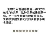 小学六年级下册科学-4.3有趣的食物链-苏教版(13张)(4)ppt课件