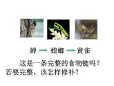 小学六年级下册科学-4.3有趣的食物链-苏教版(13张)(4)ppt课件