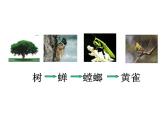 小学六年级下册科学-4.3有趣的食物链-苏教版(13张)(4)ppt课件