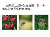 小学六年级下册科学-4.3有趣的食物链-苏教版(14张)(1)ppt课件
