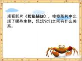 小学六年级下册科学-4.3有趣的食物链-苏教版(19张)(3)ppt课件