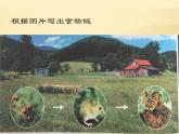 小学六年级下册科学-4.3有趣的食物链-苏教版(14张)ppt课件