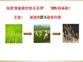 小学六年级下册科学-4.3有趣的食物链-苏教版(13张)(1)(1)ppt课件