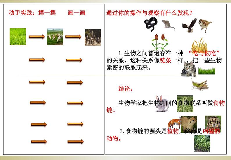 小学六年级下册科学-4.3有趣的食物链-苏教版(13张)(1)(1)ppt课件第6页