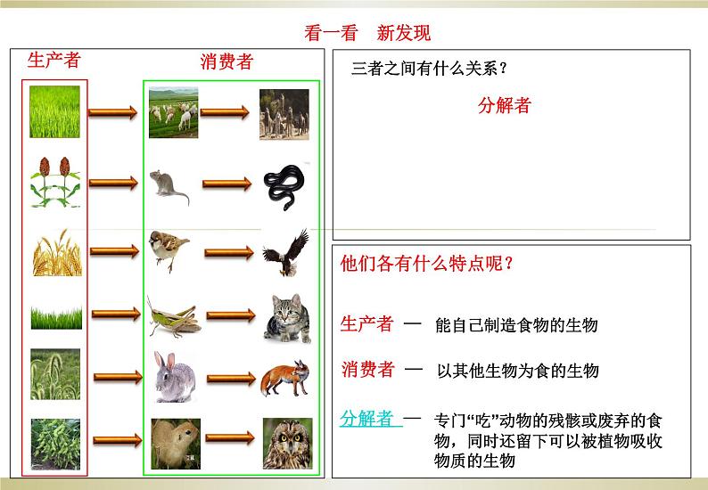 小学六年级下册科学-4.3有趣的食物链-苏教版(13张)(1)(1)ppt课件第7页