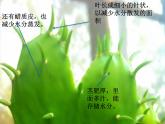 小学六年级下册科学-4.2有利于生存的本领-苏教版(15张)ppt课件
