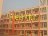 小学六年级下册科学-4.3有趣的食物链-苏教版(13张)ppt课件
