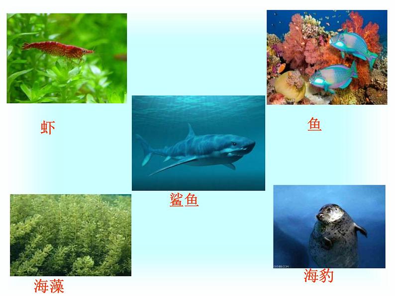 小学六年级下册科学-4.3有趣的食物链-苏教版(13张)ppt课件第4页