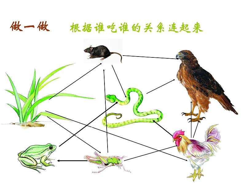 小学六年级下册科学-4.3有趣的食物链-苏教版(13张)ppt课件第8页