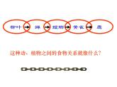 小学六年级下册科学-4.3有趣的食物链-苏教版(17张)(3)ppt课件