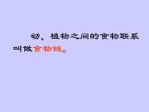 小学六年级下册科学-4.3有趣的食物链-苏教版(17张)(3)ppt课件
