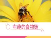 小学六年级下册科学-4.3有趣的食物链-苏教版(7张)ppt课件