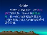 小学六年级下册科学-4.3有趣的食物链-苏教版(17张)(2)ppt课件
