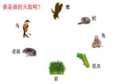 小学六年级下册科学-4.3有趣的食物链-苏教版(10张)(1)ppt课件