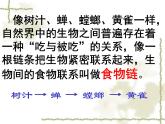 小学六年级下册科学-4.3有趣的食物链-苏教版(18张)ppt课件