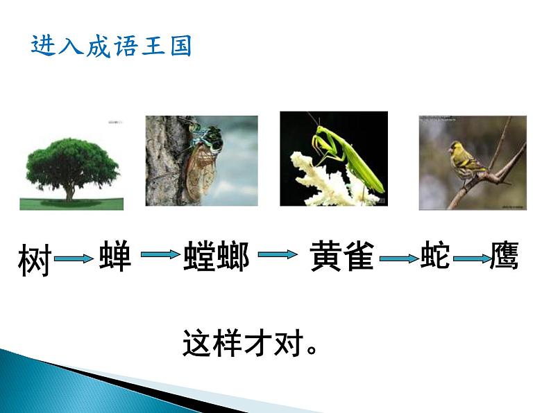 小学六年级下册科学-4.3有趣的食物链-苏教版(13张)(2)ppt课件第5页