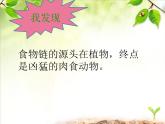小学六年级下册科学-4.3有趣的食物链-苏教版(11张)(4)ppt课件