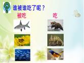 小学六年级下册科学-4.3有趣的食物链-苏教版(10张)ppt课件