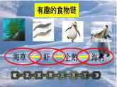 小学六年级下册科学-4.3有趣的食物链-苏教版(10张)ppt课件