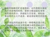 小学六年级下册科学-4.2有利于生存的本领-苏教版(12张)ppt课件
