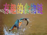 小学六年级下册科学-4.3有趣的食物链-苏教版(13张)ppt课件