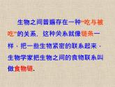小学六年级下册科学-4.3有趣的食物链-苏教版(13张)ppt课件
