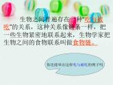 小学六年级下册科学-4.3有趣的食物链-苏教版(13张)(3)ppt课件
