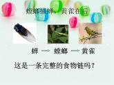 小学六年级下册科学-4.3有趣的食物链-苏教版(13张)(3)ppt课件