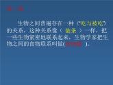 小学六年级下册科学-4.3有趣的食物链-苏教版(13张)(3)(1)ppt课件
