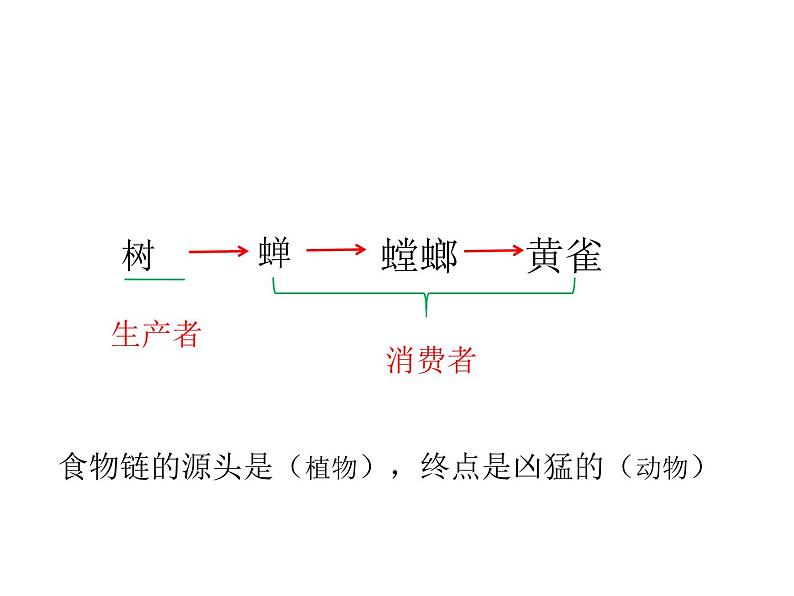 小学六年级下册科学-4.3有趣的食物链-苏教版(13张)(3)(1)ppt课件第6页