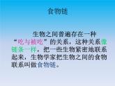 小学六年级下册科学-4.3有趣的食物链-苏教版(17张)ppt课件