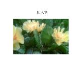 小学六年级下册科学-4.2有利于生存的本领-苏教版(18张)(1)ppt课件