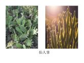 小学六年级下册科学-4.2有利于生存的本领-苏教版(18张)(1)ppt课件